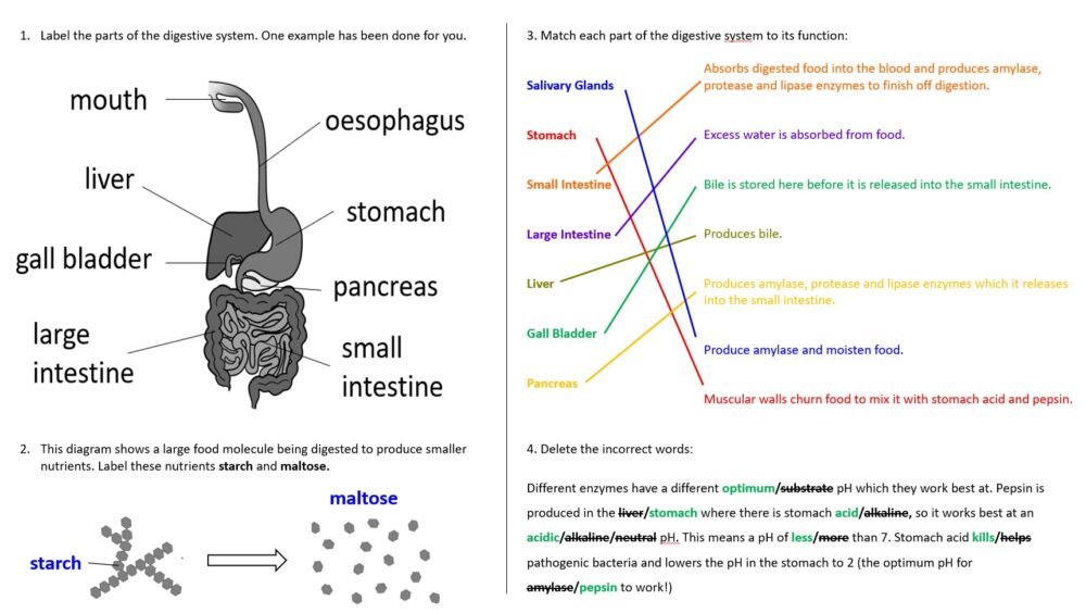 Enzymes and Digestion Worksheet Preview of GCSE Biology Topic 2 Organisation: Enzymes and Digestion Worksheet