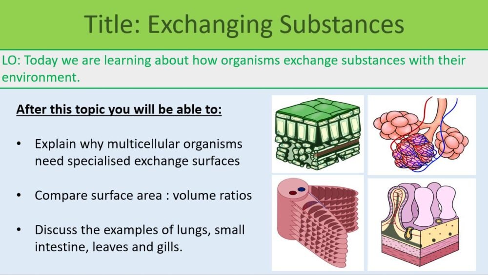 Preview of Exchanging Substances Lesson Objectives Slide