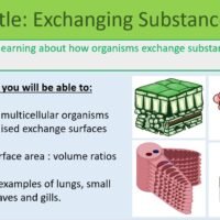 Preview of Exchanging Substances Lesson Objectives Slide