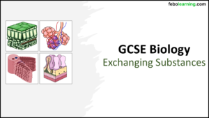 GCSE Biology Exchanging Substances