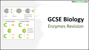 GCSE AQA Topic 1 Revision Enzymes TITLE GCSE Biology Topic 2 Organisation: Revision Enzymes Title Slide