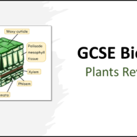 GCSE AQA Topic 2 Revision Plant Organisation TITLE GCSE Biology Topic 2 Organisation: Revision Plants Title Slide