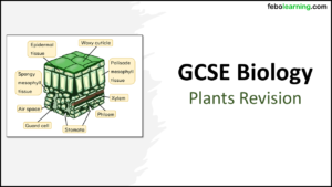GCSE AQA Topic 2 Revision Plant Organisation TITLE GCSE Biology Topic 2 Organisation: Revision Plants Title Slide