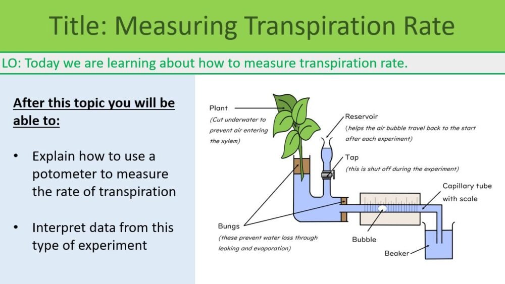 Measure Transpiration Rate LO Learning Objectives slide for GCSE Biology Topic 2 Organisation: Measuring Transpiration Rate