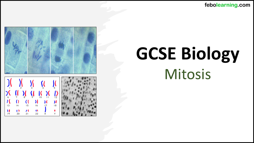 Mitosis GCSE Biology Title Graphic of title slide for GCSE Biology Topic 1 Cells: Mitosis lesson.