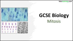 Mitosis GCSE Biology Title Graphic of title slide for GCSE Biology Topic 1 Cells: Mitosis lesson.