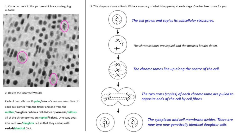 Mitosis GCSE Biology WORKSHEET Preview of worksheet slide for GCSE Biology Topic 1 Cells: Mitosis lesson.