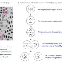Mitosis GCSE Biology WORKSHEET Preview of worksheet slide for GCSE Biology Topic 1 Cells: Mitosis lesson.