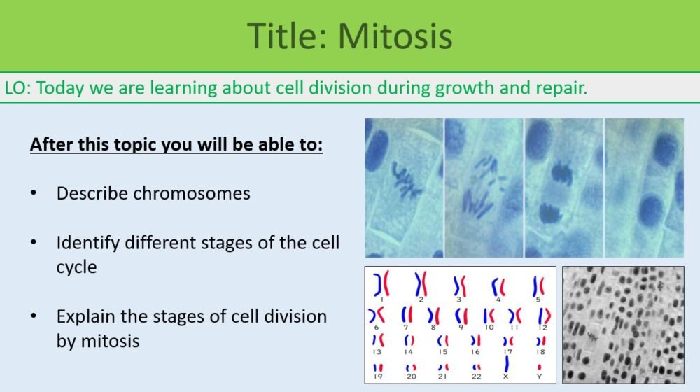 Mitosis GCSE BiologyLOs Preview of Lesson Objectives