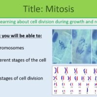 Mitosis GCSE BiologyLOs Preview of Lesson Objectives