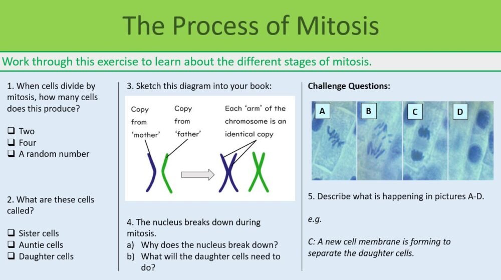 Mitosis GCSE BiologyPROCESS Preview of Process of Mitosis slide