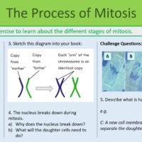 Mitosis GCSE BiologyPROCESS Preview of Process of Mitosis slide