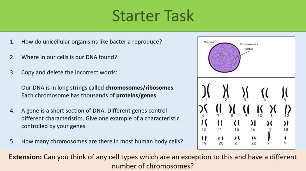 Mitosis GCSE BiologySTARTER Preview of Starter Task