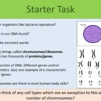 Mitosis GCSE BiologySTARTER Preview of Starter Task