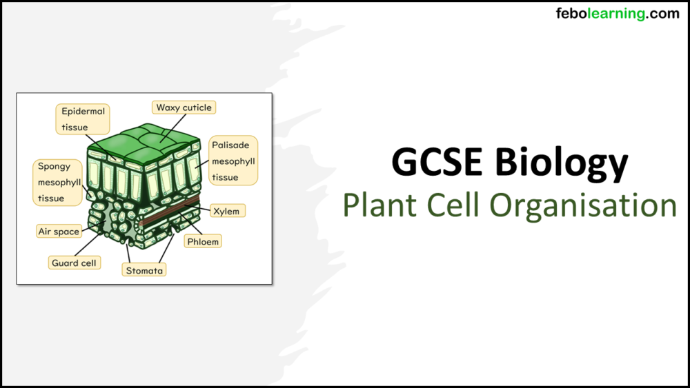 GCSE Biology Topic 2 Organisation: Plant Cells title slide