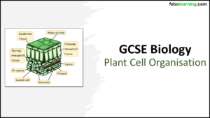 Title slide for next lesson - GCSE Biology Topic 2 Organisation: Plant Cells