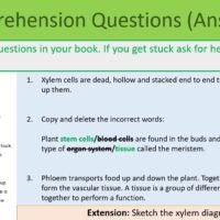 GCSE Biology Topic 2 Organisation: Plant Cells Lesson Objectives