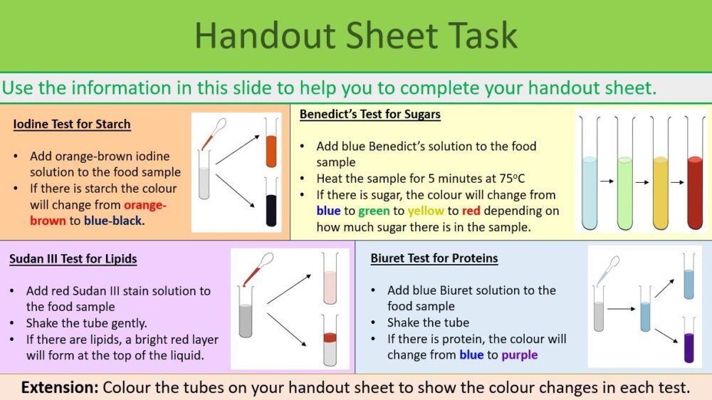 Preview of handout task from GCSE Biology Topic 2 Organisation: Food Test (Practical)
