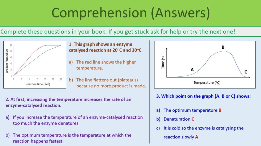 Preview of Enzymes Revision Comprehension Exercise