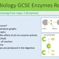 GCSE Biology Topic 2 Organisation: Revision Enzymes Lesson Objectives