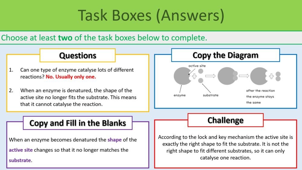 Preview of Enzymes Revision Task Boxes Exercise