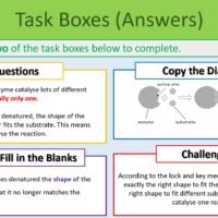 Preview of Enzymes Revision Task Boxes Exercise
