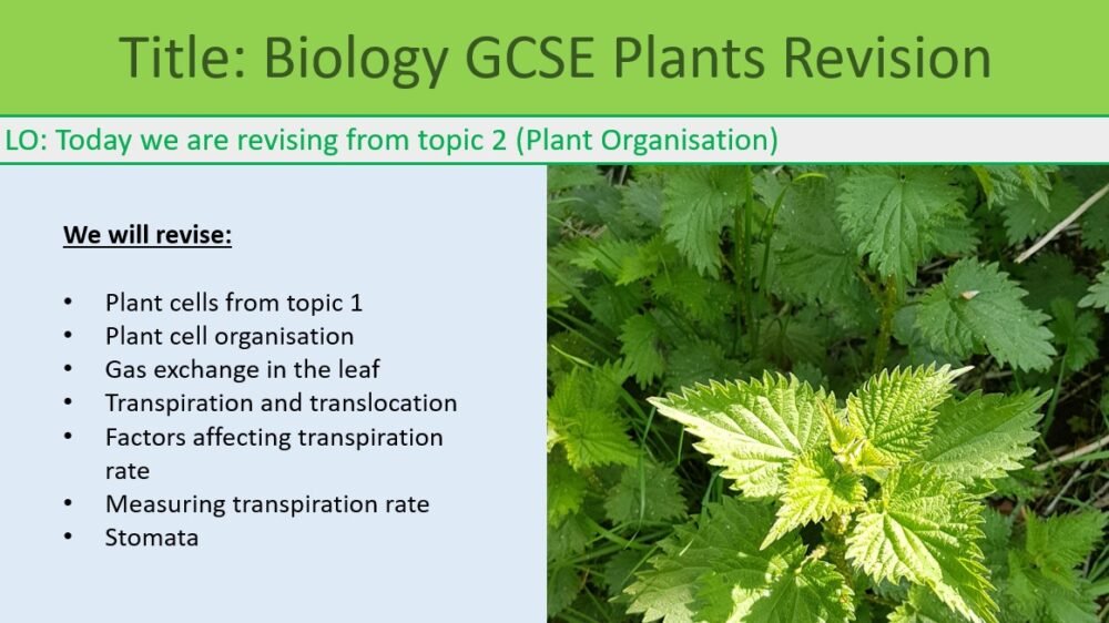 Revision Plant Organisation LO Preview of GCSE Biology Topic 2 Organisation: Revision Plants Lesson Objectives
