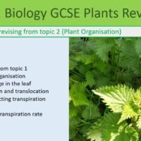 Revision Plant Organisation LO Preview of GCSE Biology Topic 2 Organisation: Revision Plants Lesson Objectives