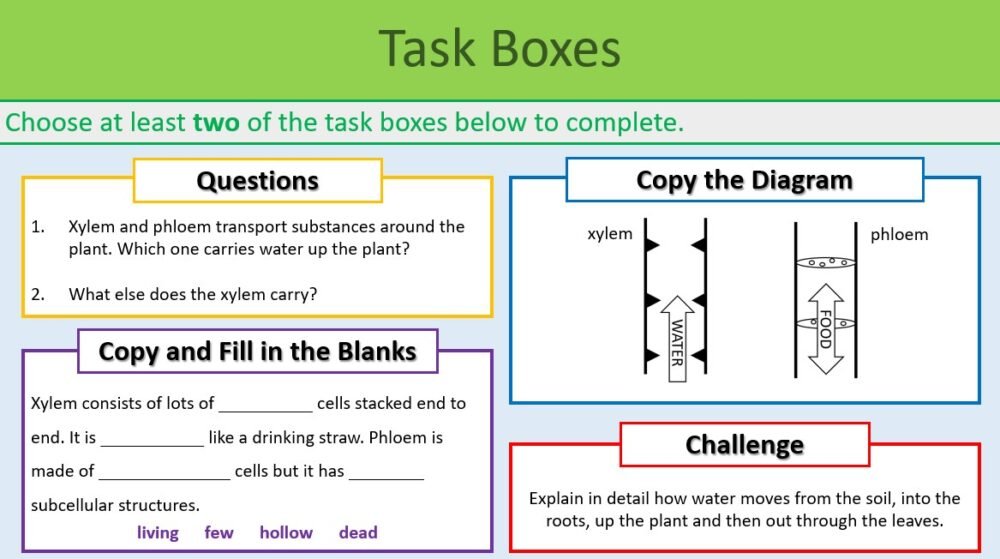 Revision Plant Organisation Task Boxes Revision Plants Task Boxes Exercise