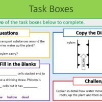 Revision Plant Organisation Task Boxes Revision Plants Task Boxes Exercise