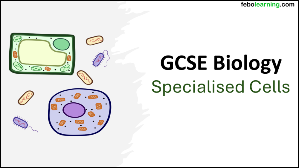 SpecCellsGCSE_Biology_Title Graphic showing title slide for GCSE Biology Topic 1 Cells: Differentiation and Specialised Cells