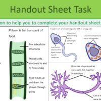 Specialised_Cells_Handout Preview image of Handout Sheet slide from GCSE Biology Topic 1 Cells: Differentiation and Specialised Cells