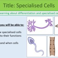 Specialised_Cells_LO Preview image of Specialised Cells slide from GCSE Biology Topic 1 Cells: Differentiation and Specialised Cells