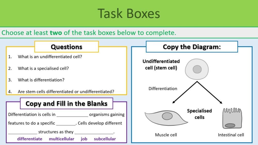 Specialised_Cells__Task_boxes Preview image of Task Boxes slide from GCSE Biology Topic 1 Cells: Differentiation and Specialised Cells