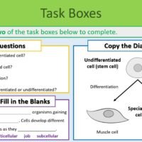 Specialised_Cells__Task_boxes Preview image of Task Boxes slide from GCSE Biology Topic 1 Cells: Differentiation and Specialised Cells