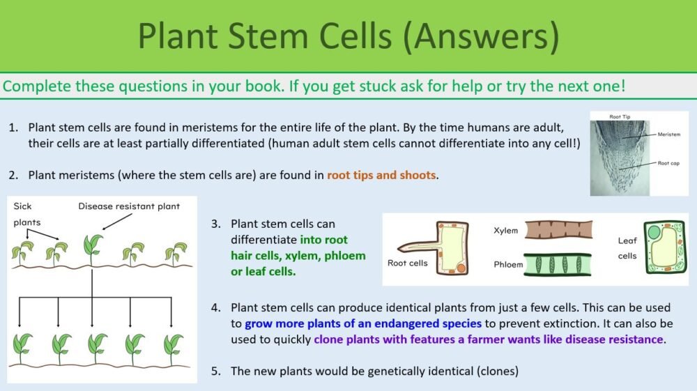 Preview of Plant Stem Cells Answer Sheet slide for GCSE Stem Cells lesson