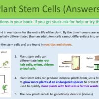 Preview of Plant Stem Cells Answer Sheet slide for GCSE Stem Cells lesson