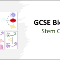 Graphic of title slide for GCSE Stem Cells lesson