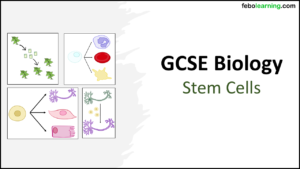 StemCellsGCSEBiology_Title Graphic of title slide for GCSE Stem Cells lesson