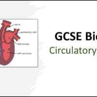 The Circulatory System GCSE Biology TITLE Title slide graphic for GCSE Biology Topic 2 Organisation: Circulatory System lesson