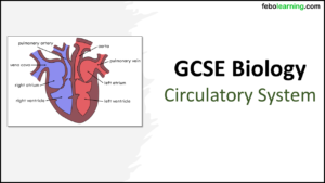 Title slide graphic for GCSE Biology Topic 2 Organisation: Circulatory System lesson