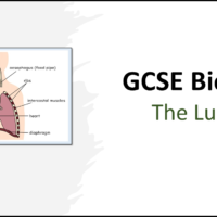 Title slide for GCSE Biology Topic 2 Organisation: The Lungs lesson