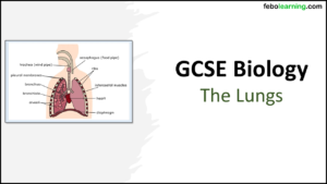 Link to Next Lesson The Lungs