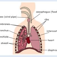 Illustration of human lungs