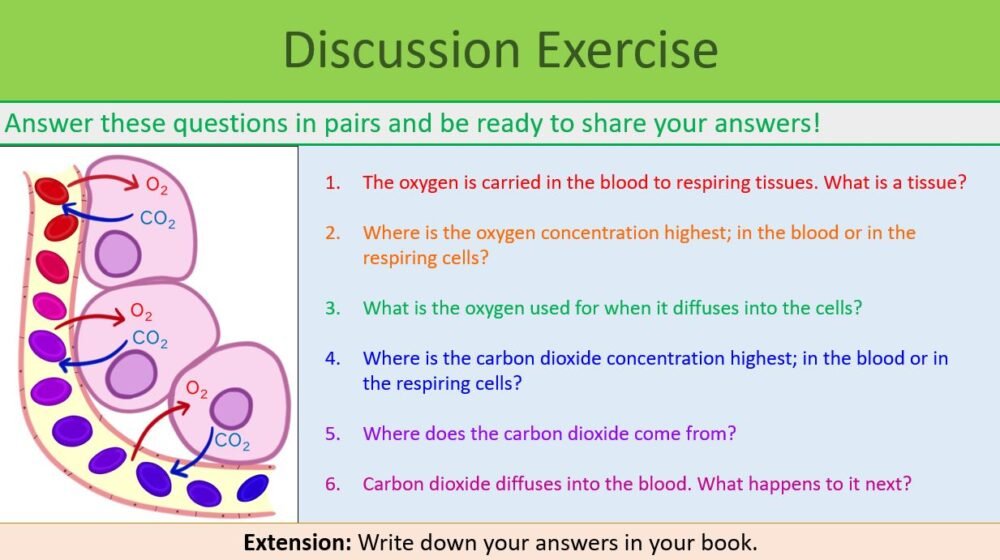 Preview of Discussion Slide