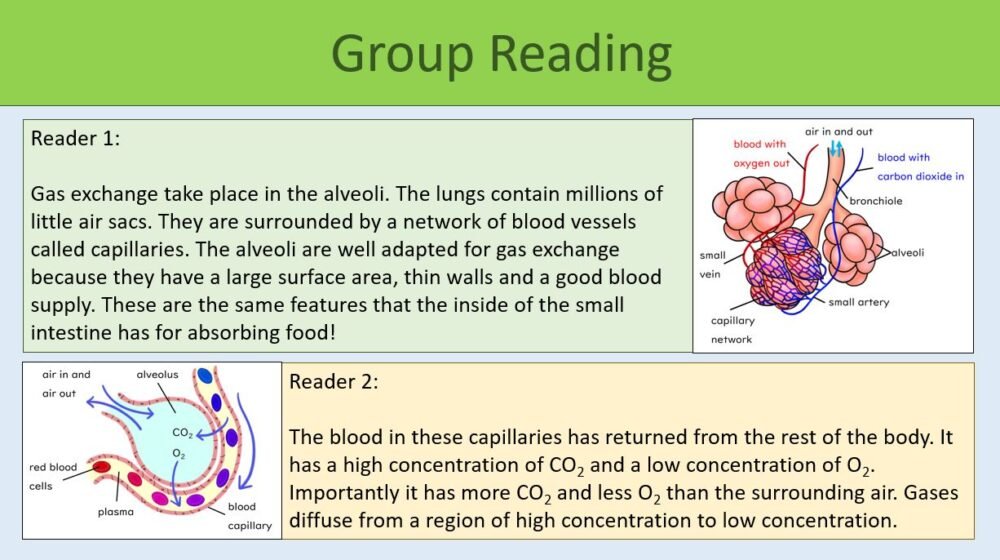 Preview of GCSE Biology Topic 2 Organisation: The Lungs Group Reading slide