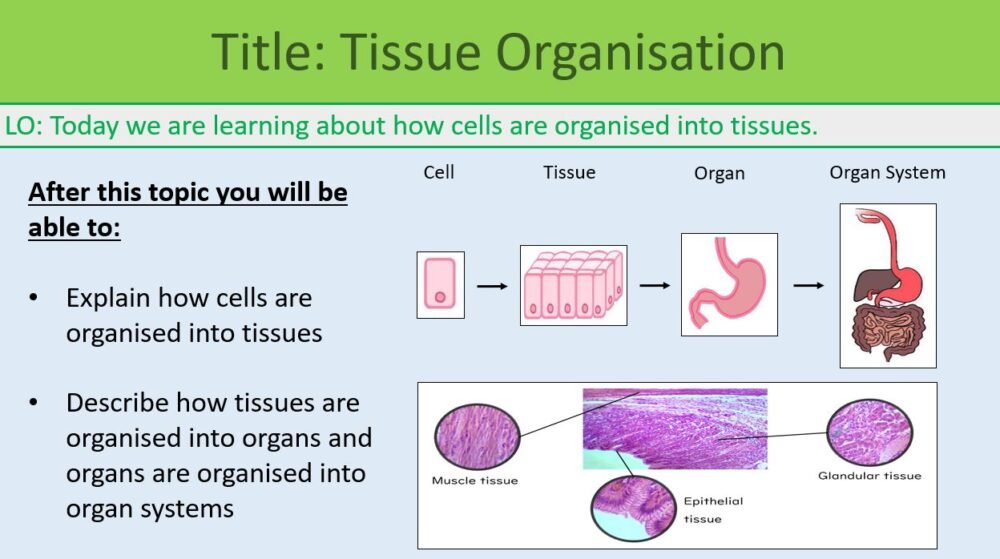 Preview of Tissue Organisation Lesson Objectives