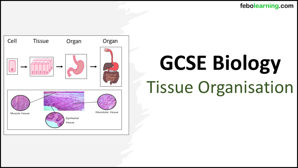 Title graphic for Tissue Organisation GCSE Biology Lesson