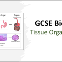 Title graphic for Tissue Organisation GCSE Biology Lesson