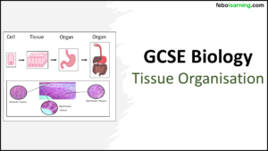 Link to next lesson GCSE BioTopic 2 Tissue Organisation 